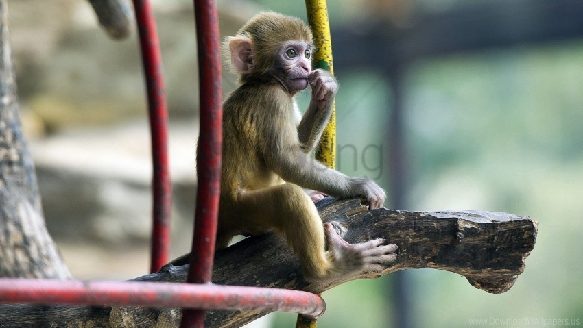 Baby Sitting Marmoset Monkey Wallpaper Free Download PNG Images With Alpha Channel