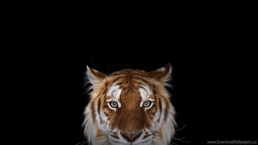  bengal tiger muzzle wallpaper Clear background PNG graphics