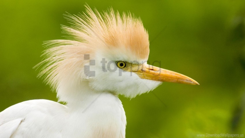  feathers head heron wallpaper Clear Background PNG Isolated Element Detail