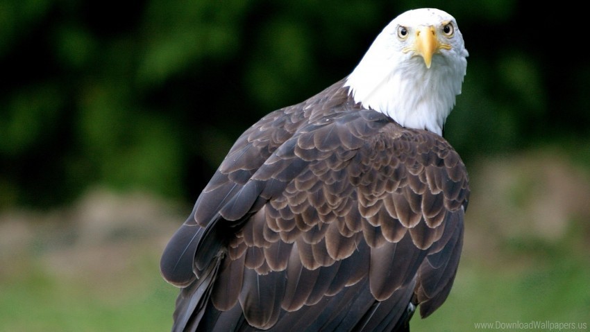 bald eagle bird eagle vulture wallpaper PNG transparent images for websites