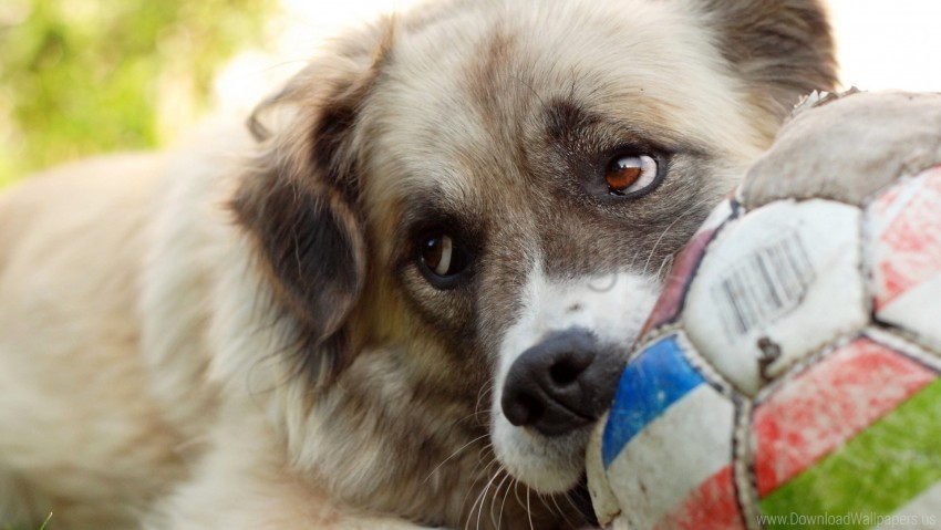 ball dog glance muzzle wallpaper PNG for overlays