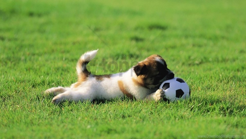 ball dog grass playful puppy toy wallpaper High-quality PNG images with transparency