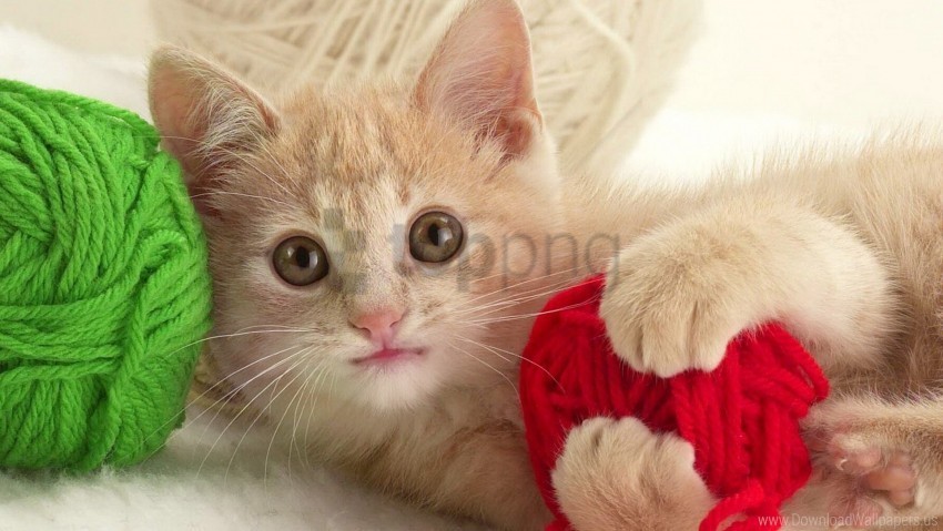 ball kid kitten playful wallpaper Transparent PNG Isolated Object with Detail