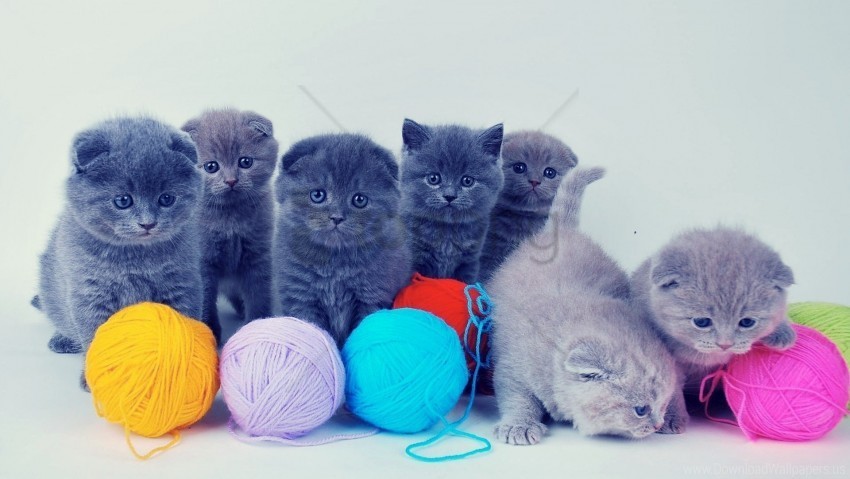 Balls British Kittens Playful Wallpaper PNG Images With Alpha Transparency Bulk