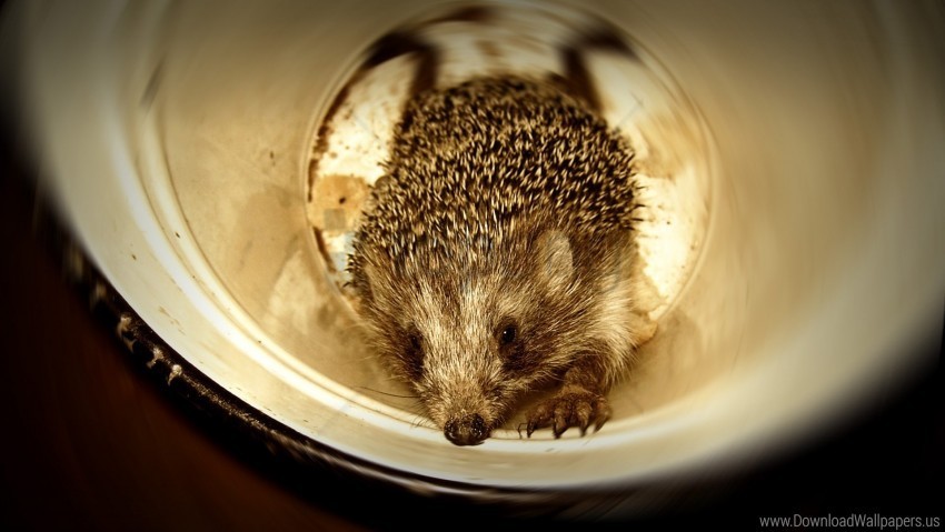 Bank Climb Hedgehog Spines Wallpaper Transparent PNG Images Pack