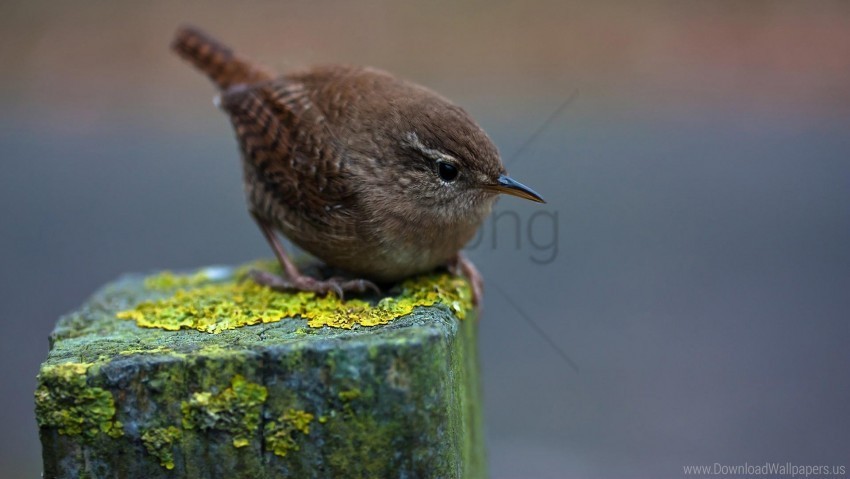 bar beak bird moss wallpaper Isolated Object with Transparent Background in PNG