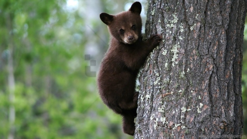 bark bear cub tree trunk wallpaper PNG files with clear background collection