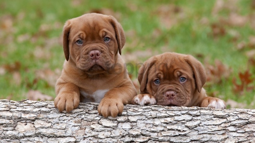 bark dogue de bordeaux puppies steam timber wallpaper Isolated Item on Clear Background PNG