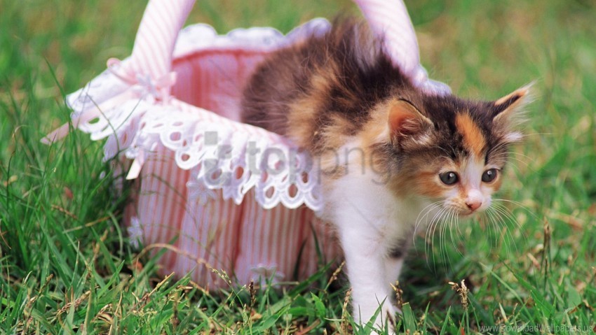 basket beautiful cat grass kitten wallpaper Isolated Character with Clear Background PNG