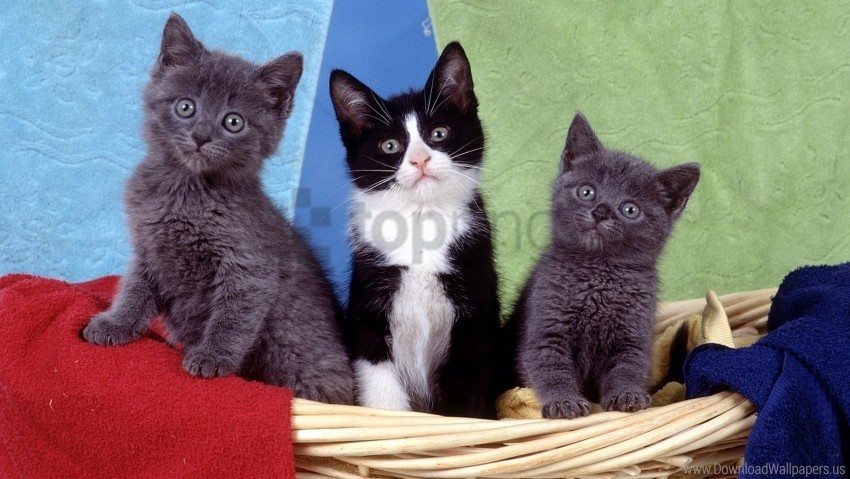basket cloth different kittens wallpaper Transparent PNG Isolated Object Design