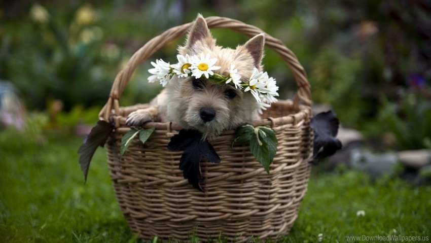 basket dog flowers wreath wallpaper Transparent PNG images for printing