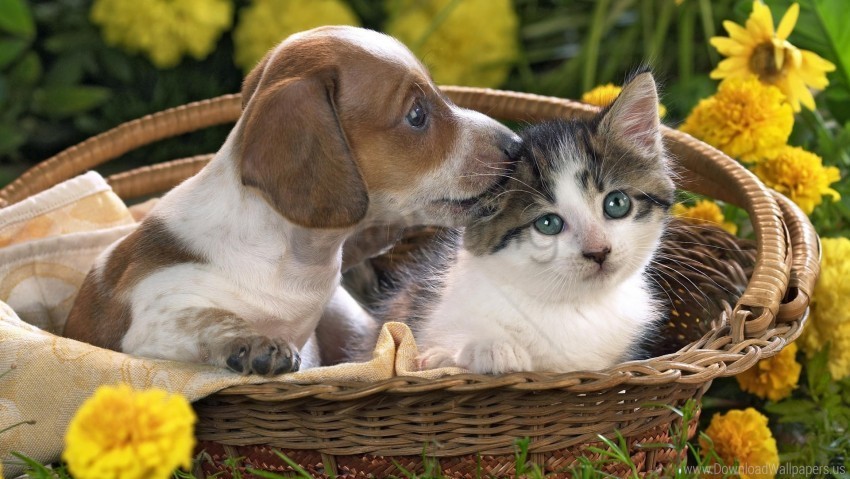 basket flowers friendship kitten puppy wallpaper HighQuality Transparent PNG Isolated Element Detail