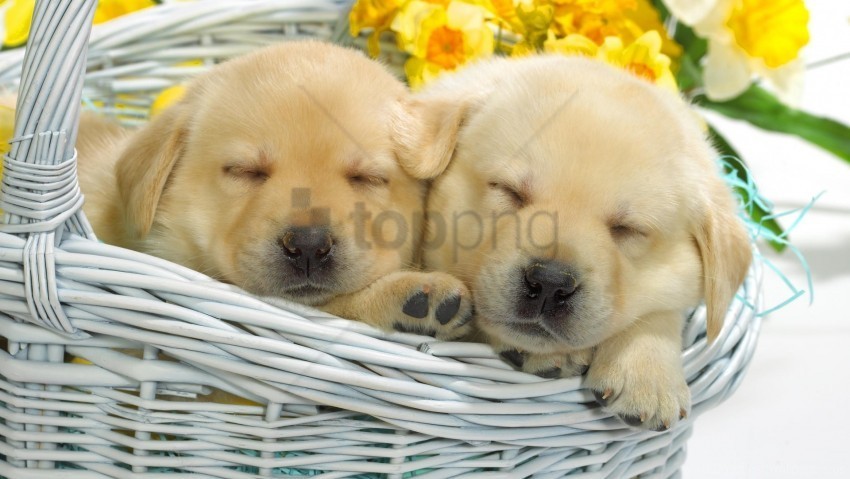 basket flowers labradors lie puppies wallpaper HighQuality Transparent PNG Object Isolation