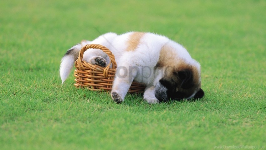 basket grass lie down puppy sleep wallpaper PNG Image with Isolated Element