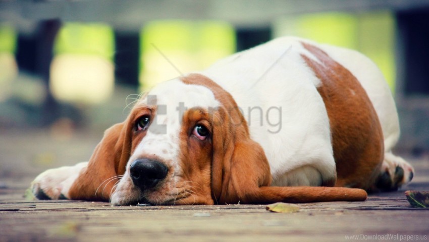 basset dog lies look wallpaper PNG Image with Isolated Transparency