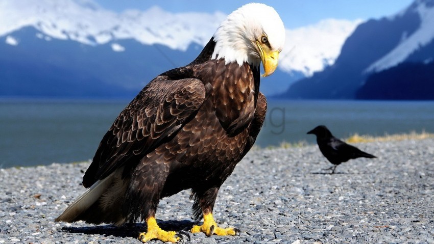beach bird eagle mountains predator raven wallpaper Isolated Object on Transparent PNG