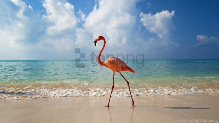 beach bird flamingo sea wallpaper Transparent PNG Object with Isolation