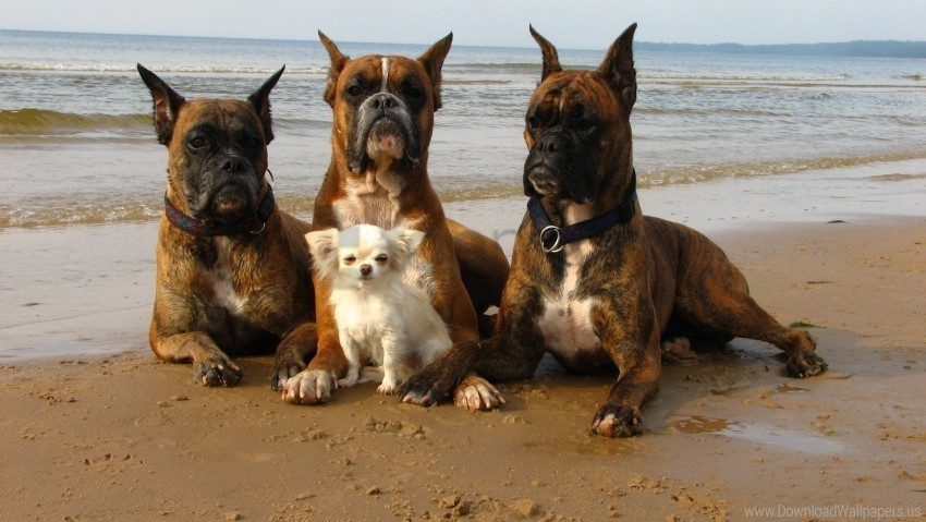 beach boxers dogs sand small wallpaper PNG Image with Isolated Graphic