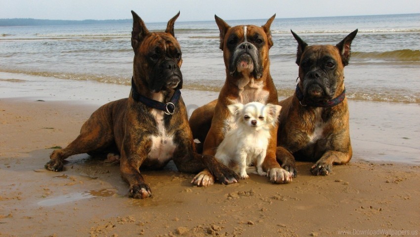 beach care dogs protection wallpaper Clear pics PNG
