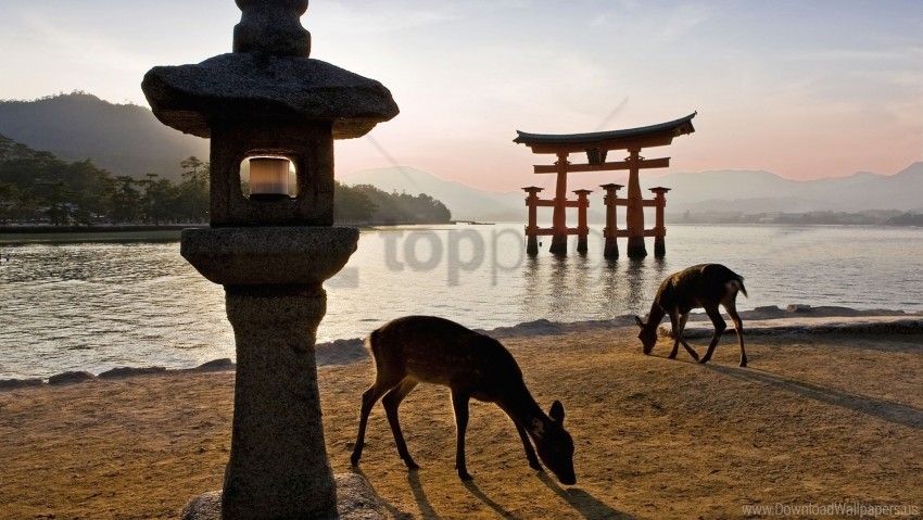 Beach Deer Food River Tori Gate Walk Wallpaper Transparent Background Isolated PNG Figure