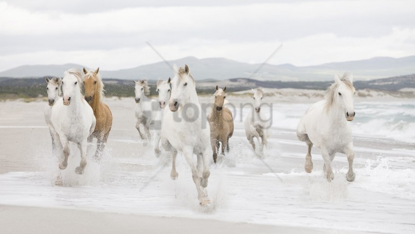 beach escape herd horse water wallpaper Transparent pics