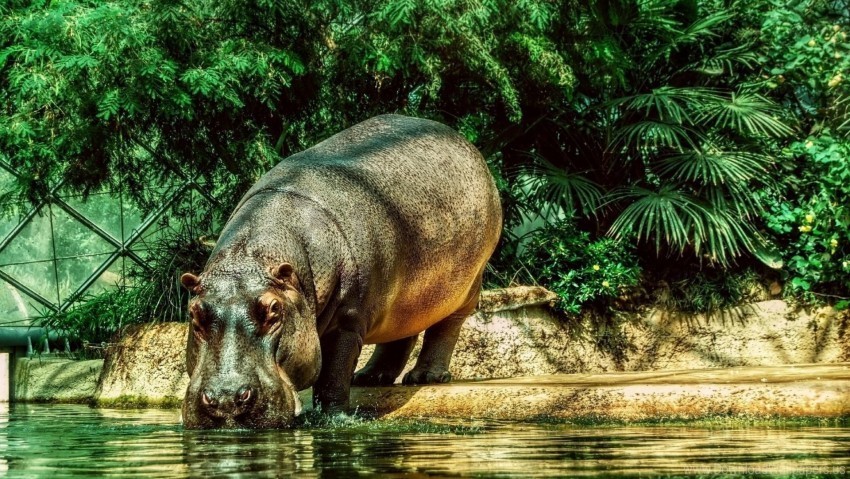 beach grass hippopotamus thirst water wallpaper PNG with clear background extensive compilation