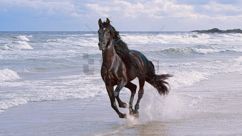 beach horse jump running spray wallpaper Transparent PNG graphics bulk assortment