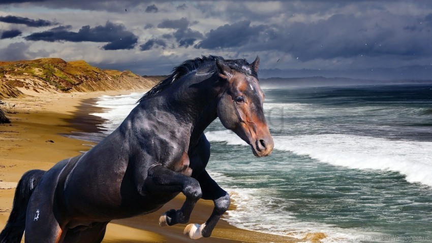 beach horse sea wave wallpaper PNG Isolated Object with Clear Transparency