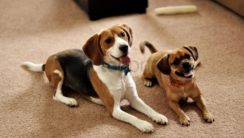 beagle couple dogs puppies sit waiting wallpaper HighResolution Transparent PNG Isolated Graphic
