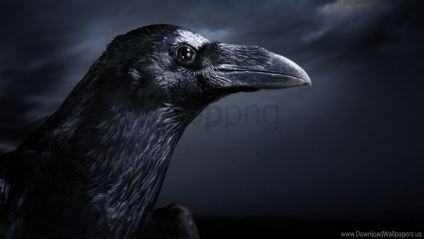beak bird black pro raven wallpaper CleanCut Background Isolated PNG Graphic