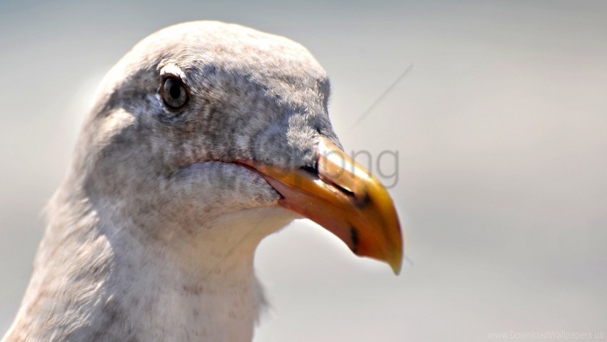 beak bird close-up head seagull wallpaper PNG files with alpha channel