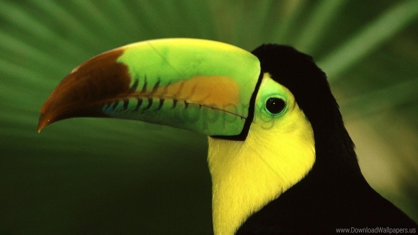 beak bird color exotic toucan wallpaper Isolated Artwork on Transparent Background PNG