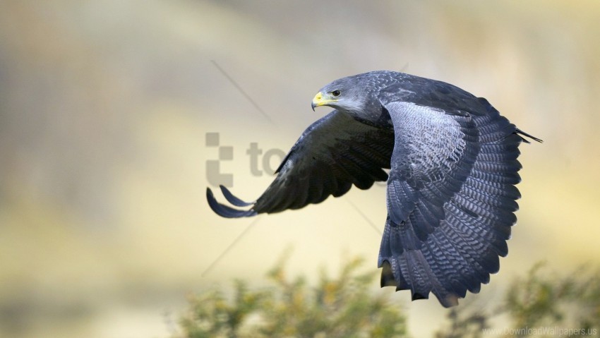 beak bird eagle feathers flapping predator wallpaper Background-less PNGs