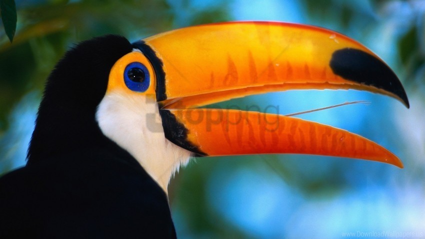 beak bird exotic toucan wallpaper PNG Image with Isolated Transparency