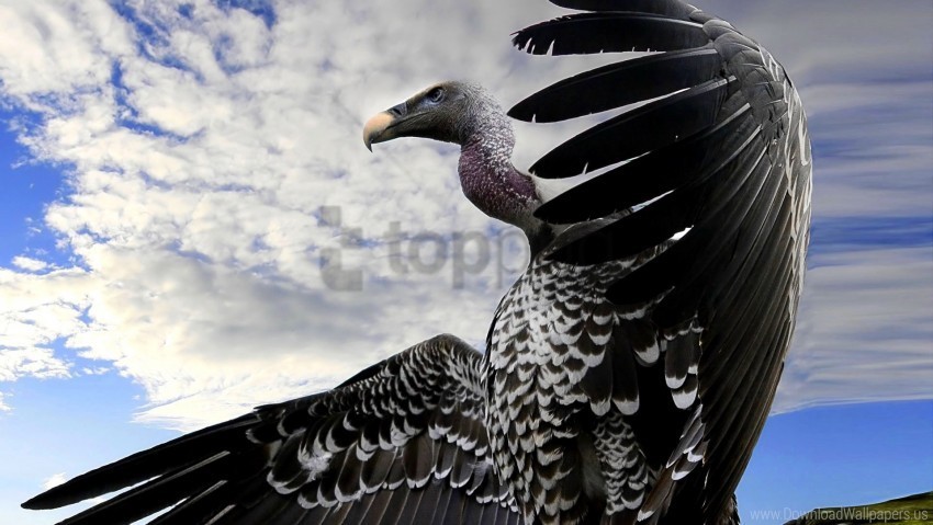 beak bird flight predator sky vulture wings wallpaper Transparent PNG download