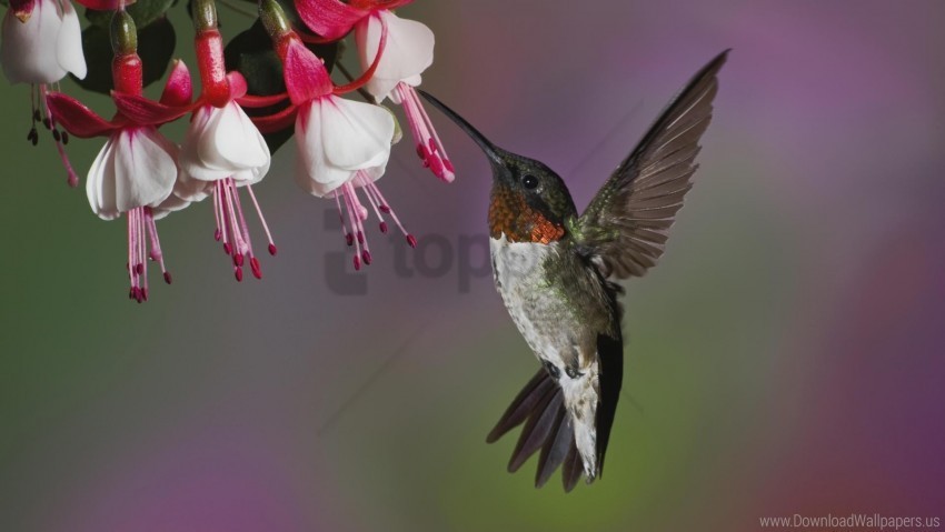 beak bird flower flying hummingbird wallpaper HighResolution Transparent PNG Isolated Element