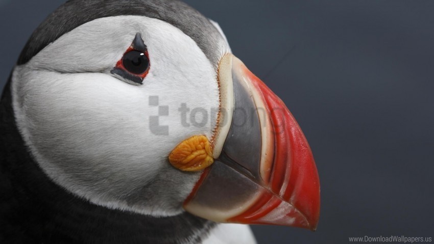beak bird toucan wallpaper PNG images with transparent elements