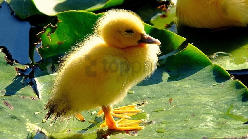 beak chicken duck leaves wallpaper PNG transparent images for social media