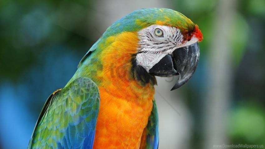 beak colorful parrot wallpaper High-resolution PNG
