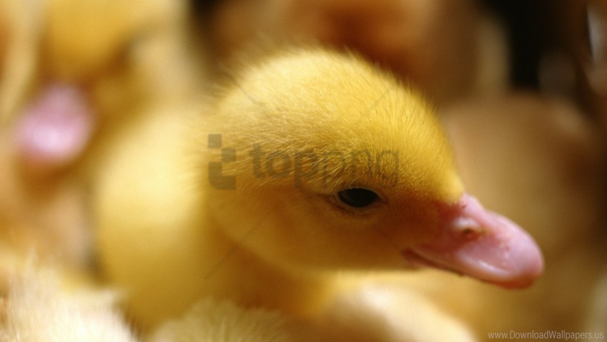 beak duckling light wallpaper Isolated Object on Clear Background PNG