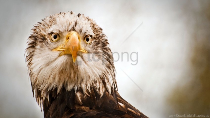 beak eagle eyes feathers head wallpaper PNG files with no backdrop pack