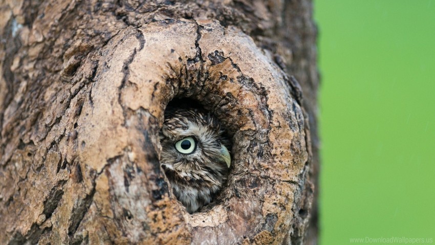 beak hollow owl tree wallpaper HighQuality PNG with Transparent Isolation