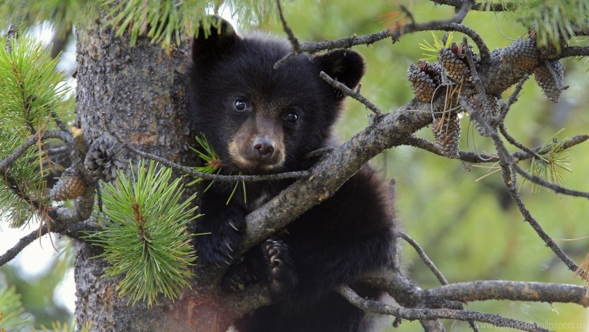 bear branch cub sit wallpaper Free PNG file