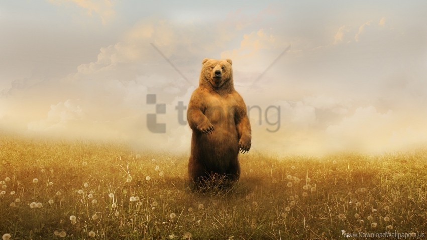 bear brown field flowers walk wallpaper PNG transparent icons for web design