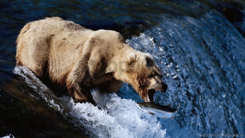 bear brown fish fishing hunting spray waterfall wallpaper Transparent PNG Isolated Object