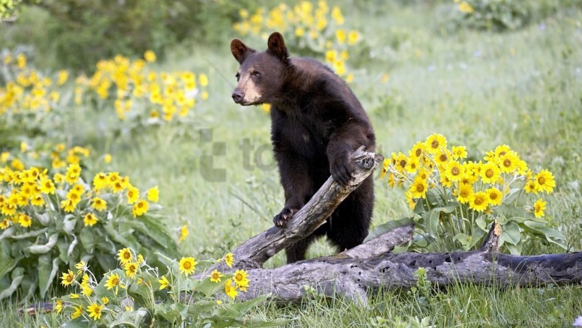 bear climbing flowers grass wallpaper High-resolution transparent PNG images variety