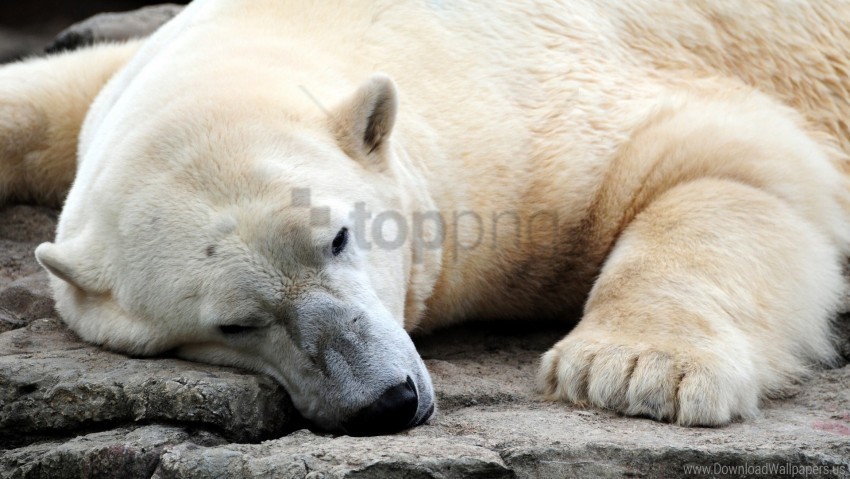 bear large legs polar bear sleeping wallpaper PNG images with alpha mask