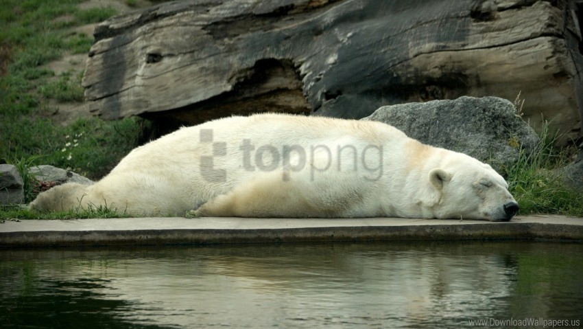 bear lie down polar bear sleep water wallpaper PNG for Photoshop