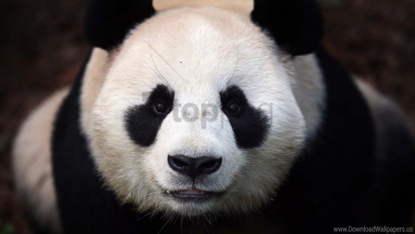 bear muzzle panda wallpaper PNG art