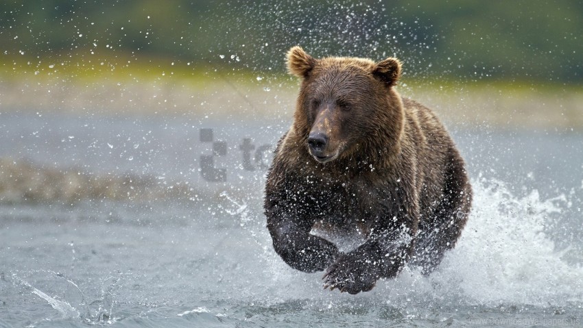 bear running spray water wallpaper PNG images with alpha transparency free